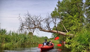 To najlepsze miejsca na spływ kajakowy. Na niektórych trasach poradzą sobie nawet dzieci 