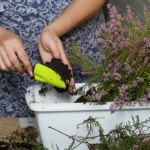 To najlepsze towarzystwo dla wrzosów. Możesz je sadzić w jednej doniczce