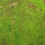 To najlepszy czas, by pozbyć się mchu z trawnika. Wystarczy produkt za 2 zł