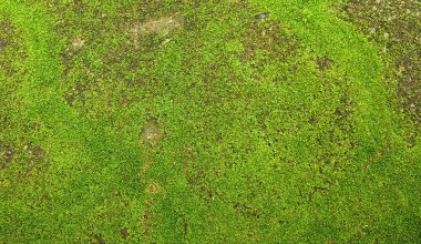 ​To najlepszy czas, by pozbyć się mchu z trawnika. Wystarczy produkt za 2 zł