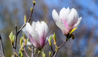 To najlepszy moment na sadzenie magnolii. Nie przegap go, jeśli chcesz mieć piękny ogród