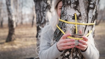 To najlepszy moment na zbiór oskoły. Ten wiosenny eliksir zdrowia wraca do łask