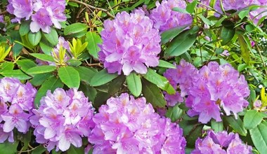 To najlepszy nawóz do rododendronów. Zamienia się w kolorowe kule kwiatów