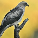 To najmniejszy orzeł Europy. Jeśli go spotkasz, masz niebywałe szczęście