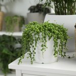To najmodniejsza roślina doniczkowa. Podbija Instagram i ma niewielkie wymagania