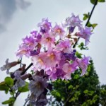 To najpiękniejsze ozdobne drzewko, jakie widziałam. Całe w liliowych kwiatach