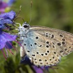 To najrzadszy motyl w Polsce. Z niektórych regionów zniknął całkowicie