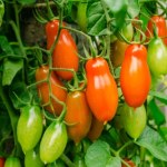To najsmaczniejsza odmiana pomidorów. Trzeba je posadzić już w marcu 