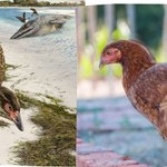 To najstarsza kura świata. Cudowny Kurczak znaleziony na plaży w Europie