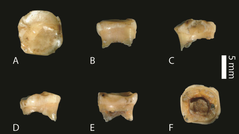 To najstarszy znany nam ząb należący do gatunku denisowian /materiały prasowe