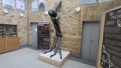 To największa "gira" w Poznaniu. Łapa tarbozaura stanęła w Instytucie Geologii UAM