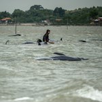 To największa taka tragedia od dziesięcioleci. Morze wyrzuciło 77 zwierząt