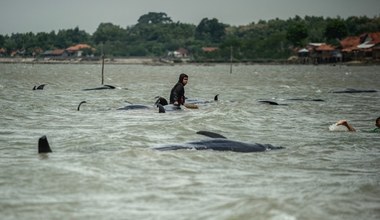 To największa taka tragedia od dziesięcioleci. Morze wyrzuciło 77 zwierząt