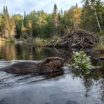 Tama To największa tama, jaką postawiły bobry. Odkrył ją satelita