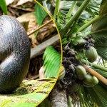 kokos To największe nasiono świata. Mówią o nim… "piękne pośladki"