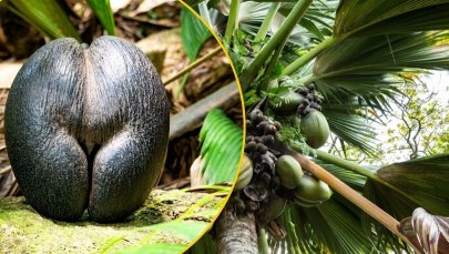 To największe nasiono świata. Mówią o nim… "piękne pośladki"