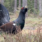 To największe polskie kuraki leśne. Kamera uchwyciła wyjątkową scenę