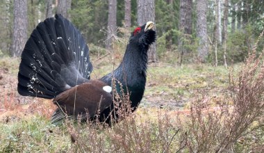 To największe polskie kuraki leśne. Kamera uchwyciła wyjątkową scenę