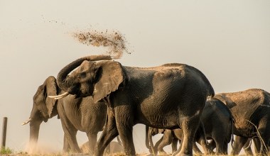 To największe ssaki lądowe. Jest coś, czego o nich nie wiemy