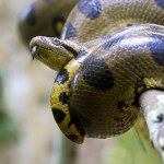 To największe węże na świecie. Coraz częściej pojawiają się w miastach