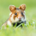 To największy chomik świata. Gwałtownie znika z pól w Polsce