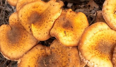 To największy grzyb na świecie. Właśnie teraz możesz go znaleźć w lesie