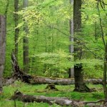 To największy kompleks leśny w Polsce. Mało kto wie, gdzie się znajduje