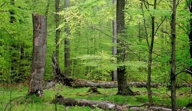 To największy kompleks leśny w Polsce. Mało kto wie, gdzie się znajduje