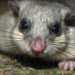 To największy śpioch w świecie zwierząt. Budzi się dopiero w maju