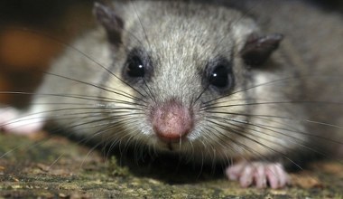 To największy śpioch w świecie zwierząt. Budzi się dopiero w maju