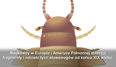 To największy stawonóg, jaki kiedykolwiek chodził po Ziemi