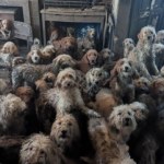 PSY (Park Jae-Sang) To nie AI! 250 psów stłoczonych w jednym domu