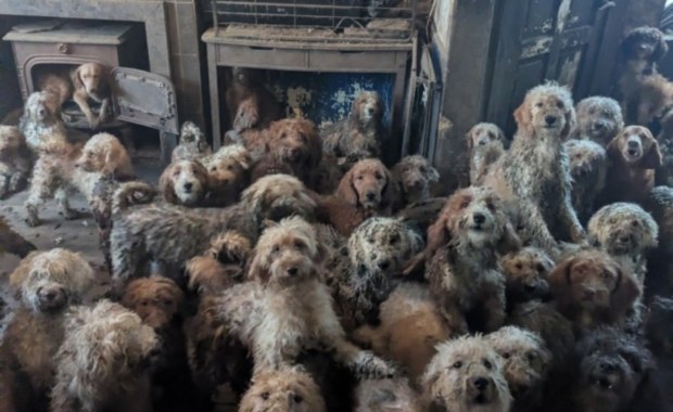 To nie AI! 250 psów stłoczonych w jednym domu