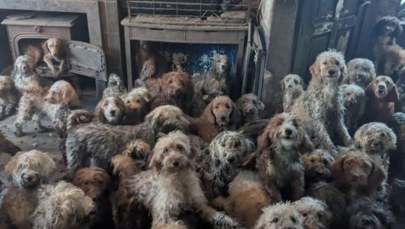 To nie AI! 250 psów stłoczonych w jednym domu