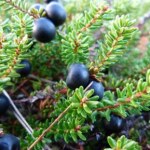 To nie borówki ani jagody. Gatunek skrajnie rzadki w Polsce i Europie