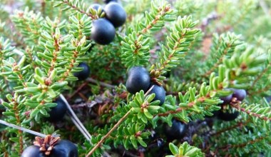 To nie borówki ani jagody. Gatunek skrajnie rzadki w Polsce i Europie