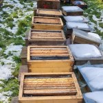 "To nie była kradzież". Otworzyli 37 pasiek, skazując pszczoły na śmierć