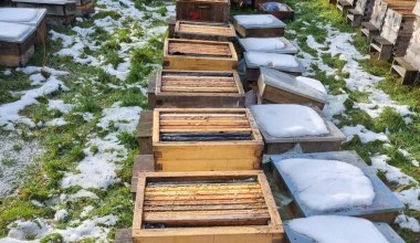 "To nie była kradzież". Otworzyli 37 pasiek, skazując pszczoły na śmierć