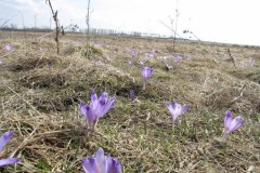 To nie fikcja, to naprawdę wiosna! Na Podhalu zakwitły krokusy