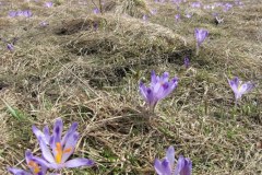 To nie fikcja, to naprawdę wiosna! Na Podhalu zakwitły krokusy