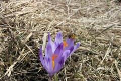 To nie fikcja, to naprawdę wiosna! Na Podhalu zakwitły krokusy