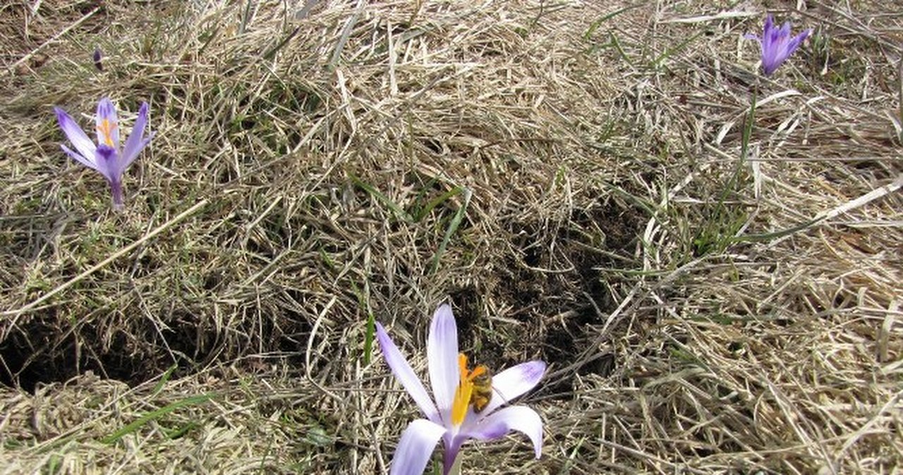 To nie fikcja, to naprawdę wiosna! Na Podhalu zakwitły krokusy