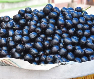 To nie jest ani śliwka, ani oliwka. Ostry, ale słodki superowoc na cukrzycę, dobre trawienie i odporność