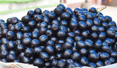 To nie jest ani śliwka, ani oliwka. Ostry, ale słodki superowoc na cukrzycę, dobre trawienie i odporność