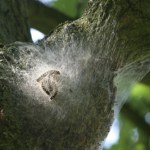 To nie jest zwykła gąsienica. Leśnicy alarmują: Jest groźna dla alergików