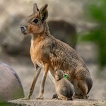 To nie kapibary ani króliki. We wrocławskim zoo urodziły się mary patagońskie!