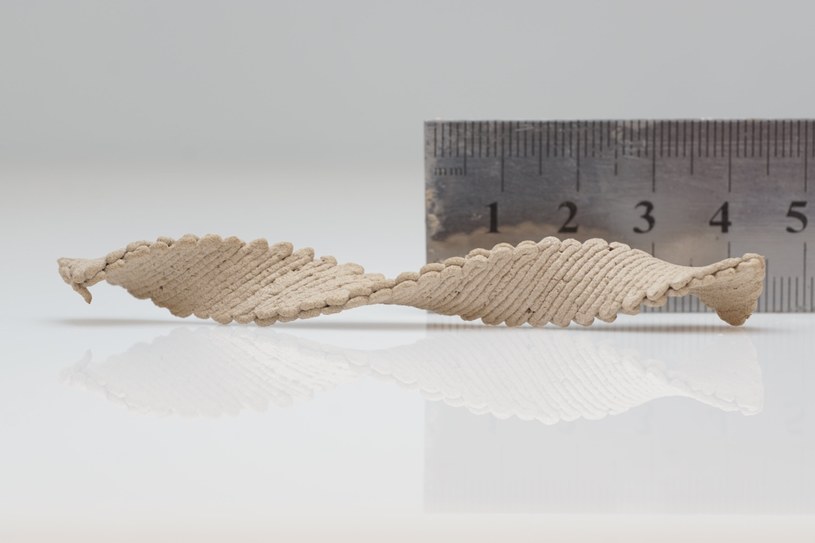 To nie makaron, to nowa technologia. Oto przedmiot wydrukowany z drewna na drukarce 3D /Doron Kam/ACS /materiały prasowe