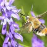 owady To nie pszczoła, ani trzmiel. Ten wyjątkowy owad zawisa nad kwiatami jak koliber
