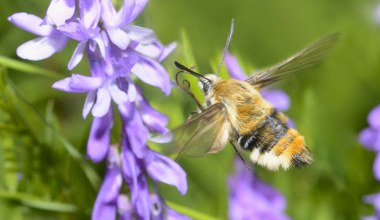 To nie pszczoła, ani trzmiel. Ten wyjątkowy owad zawisa nad kwiatami jak koliber