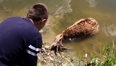To nie puma zagryzła daniele w Częstochowie?
